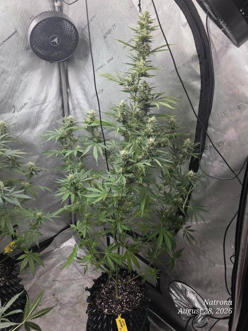 Auto Wappa. Week 8 - #2