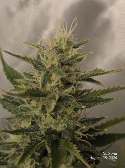 Auto Wappa. Week 8