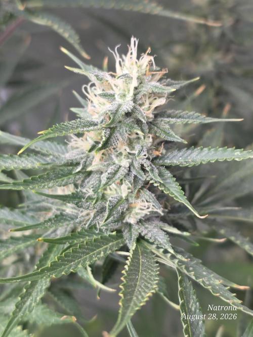 Auto Wappa. Week 8