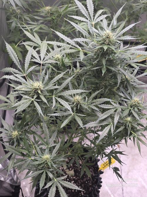 Auto Wappa. Week 8