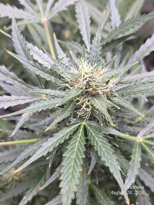 Auto Wappa. Week 8