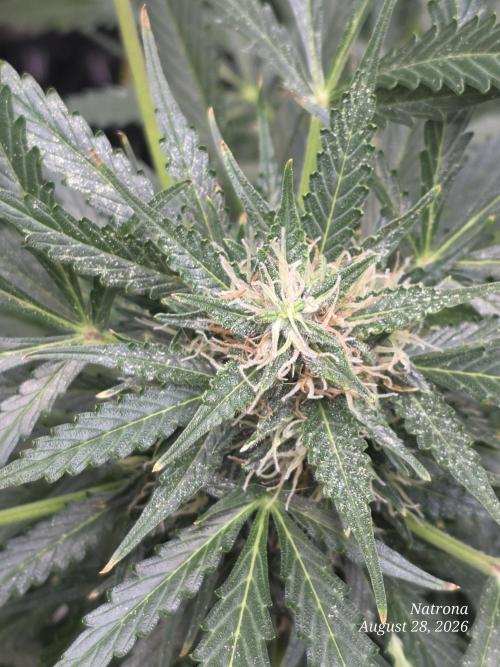 Auto Wappa. Week 8