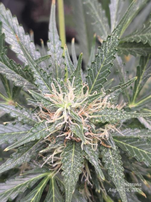 Auto Wappa. Week 8
