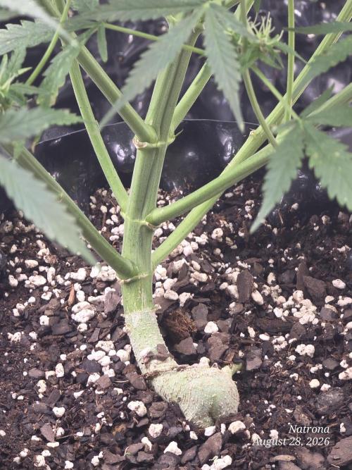 Auto Wappa. Week 8