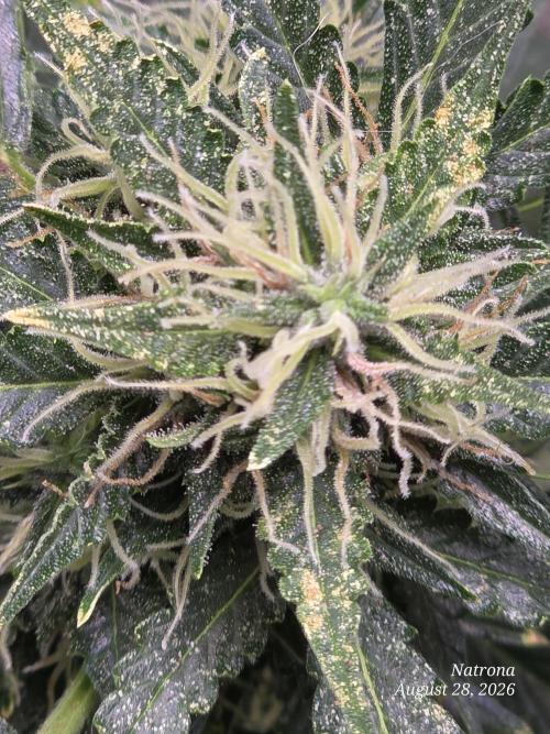 Auto Wappa. Week 8