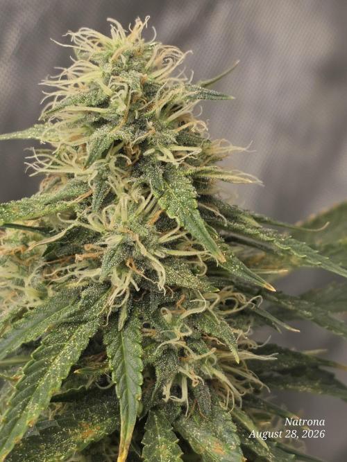 Auto Wappa. Week 8