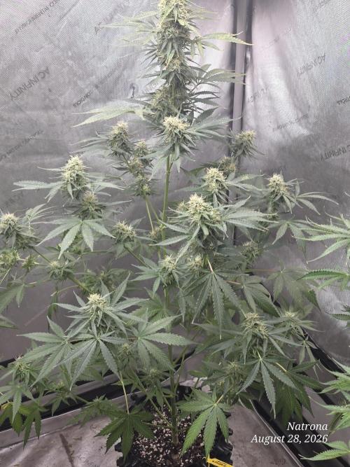 Auto Wappa. Week 8