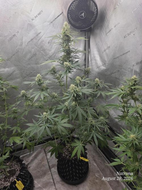 Auto Wappa. Week 8 - #4
