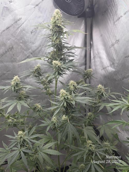 Auto Wappa. Week 8
