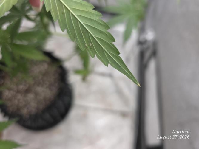Auto Wappa. Week 8 - Aphids