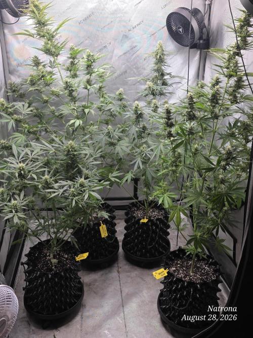 Auto Wappa. Week 8