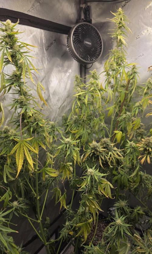 Sunset Sherbet auto. Week 8