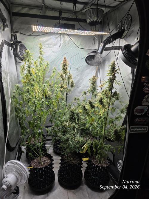 Sunset Sherbet auto. Week 8