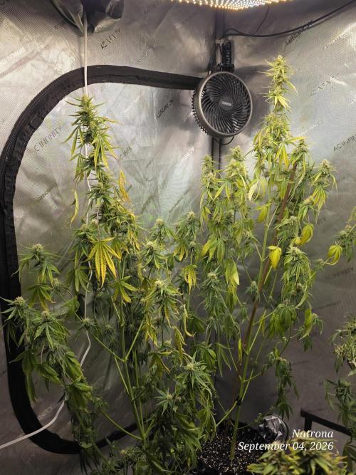 Sunset Sherbet auto. Week 8