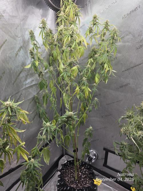 Sunset Sherbet auto. Week 8