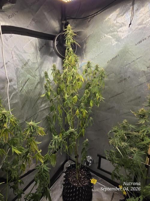 Sunset Sherbet auto. Week 8