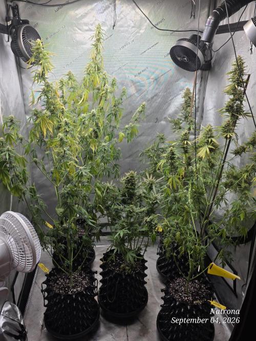 Sunset Sherbet auto. Week 8