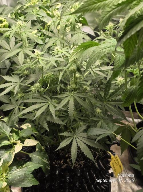 Tutankhamon Fast-Nokotech Simplex. Week 5