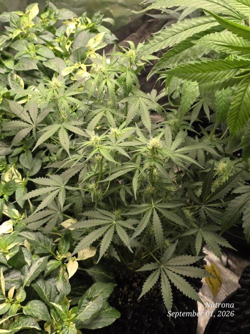 Tutankhamon Fast-Nokotech Simplex. Week 5