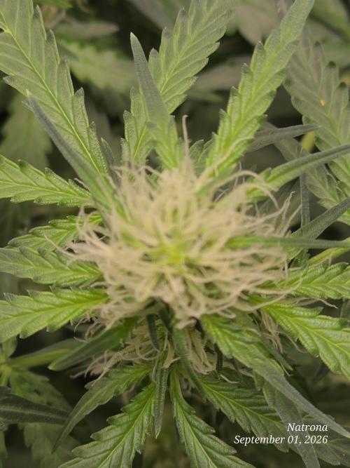Tutankhamon Fast-Nokotech Simplex. Week 5