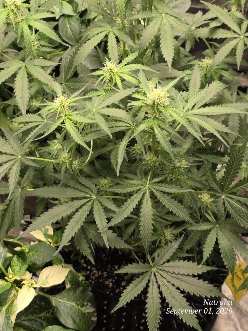Tutankhamon Fast-Nokotech Simplex. Week 5