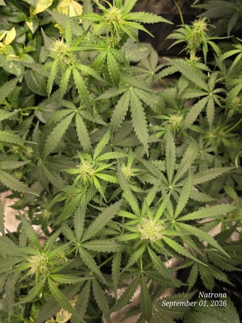 Tutankhamon Fast-Nokotech Simplex. Week 5