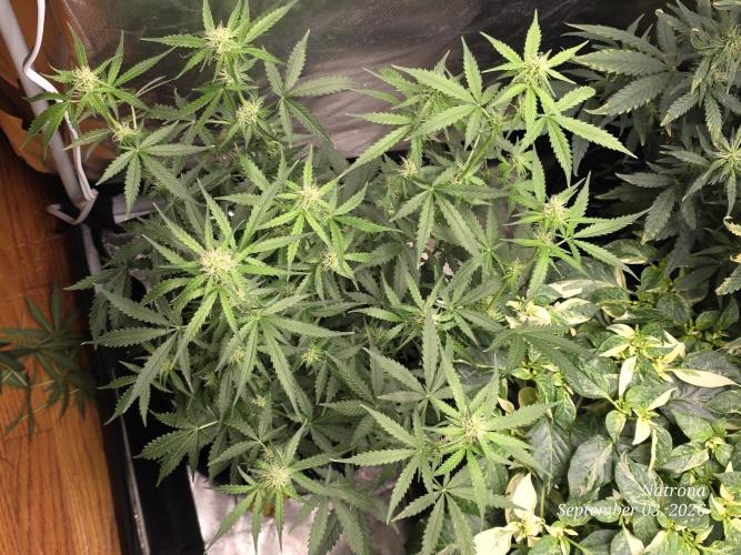 Tutankhamon Fast-Nokotech Simplex. Week 5