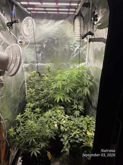 Tutankhamon Fast-Nokotech Simplex. Week 5