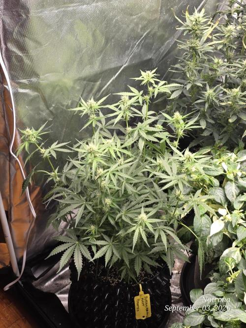 Tutankhamon Fast-Nokotech Simplex. Week 5