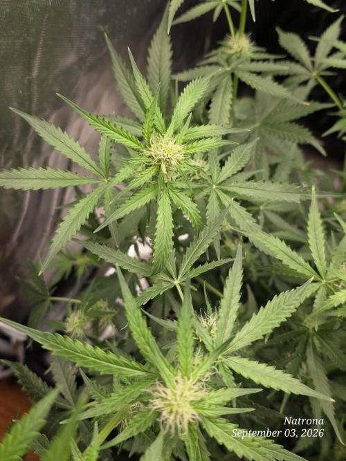 Tutankhamon Fast-Nokotech Simplex. Week 5