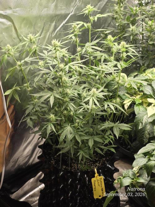 Tutankhamon Fast-Nokotech Simplex. Week 5
