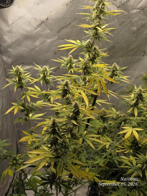 Sunset Sherbet auto. Week 8