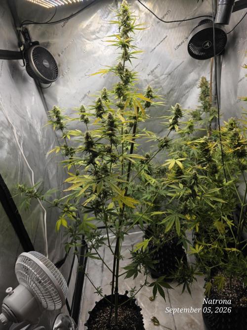 Sunset Sherbet auto. Week 8