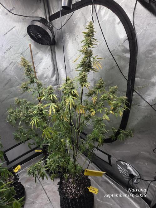 Auto Wappa. Week 9
