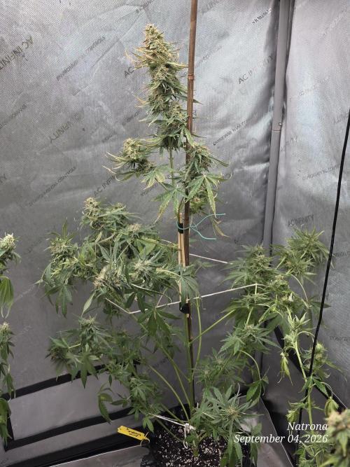 Auto Wappa. Week 9