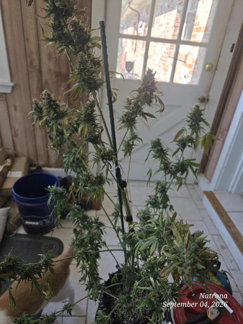 Auto Wappa. Week 9