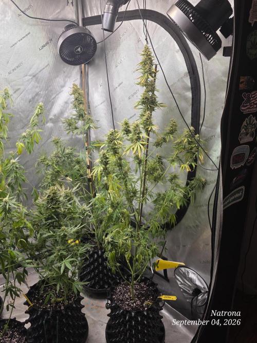 Auto Wappa. Week 9