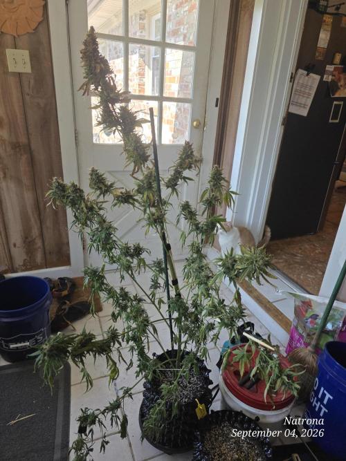 Auto Wappa. Week 9