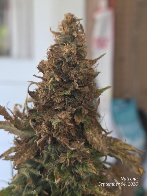 Auto Wappa. Week 9
