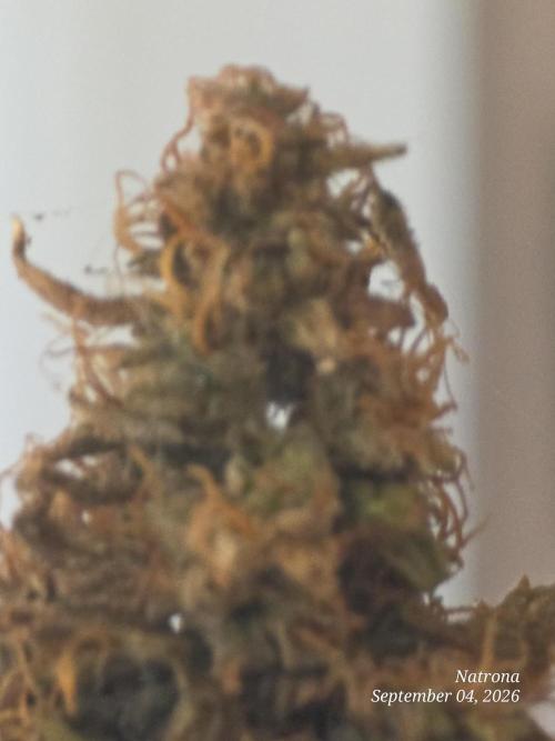 Auto Wappa. Week 9