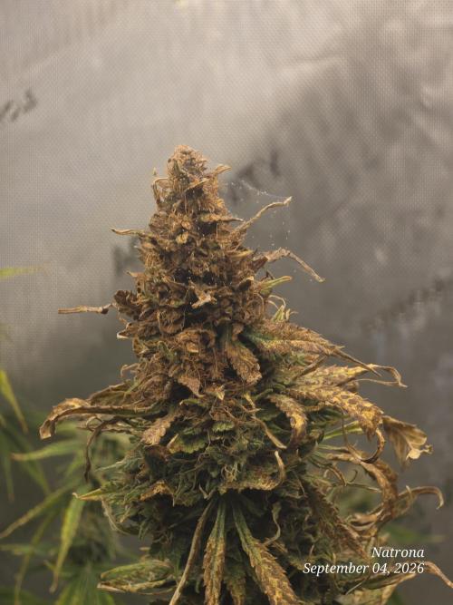 Auto Wappa. Week 9