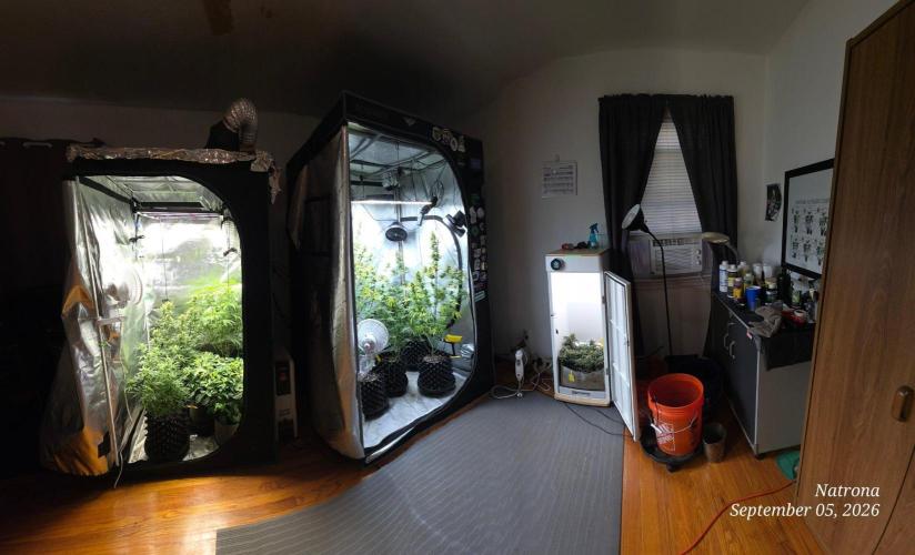 Auto Wappa. Week 9