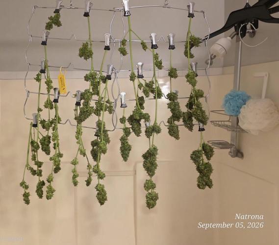 Auto Wappa. Week 9