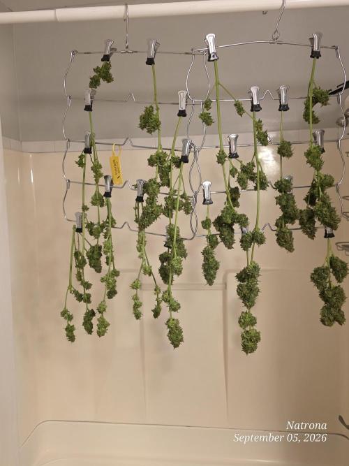 Auto Wappa. Week 9