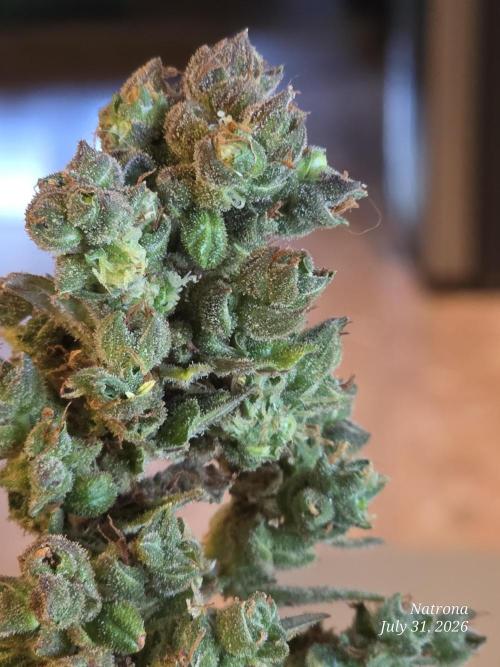 Whorled Phyllotaxy-Hawaiian Snow auto. Week 13