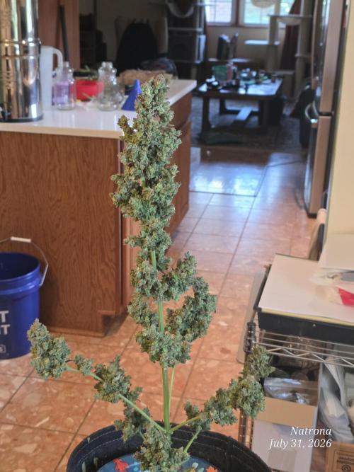 Whorled Phyllotaxy-Hawaiian Snow auto. Week 13