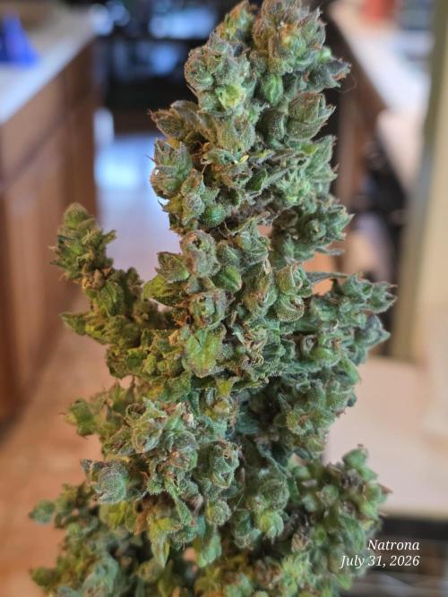 Whorled Phyllotaxy-Hawaiian Snow auto. Week 13