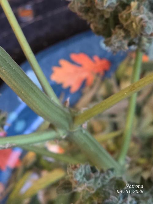 Whorled Phyllotaxy-Hawaiian Snow auto. Week 13