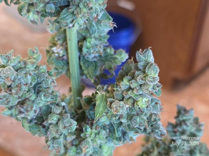 Whorled Phyllotaxy-Hawaiian Snow auto. Week 13