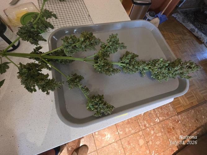 Whorled Phyllotaxy-Hawaiian Snow auto. Week 13